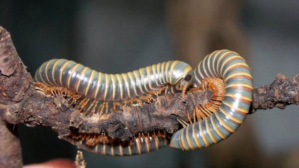Spirobolidae: Benoitolus spec. "Khao sok"