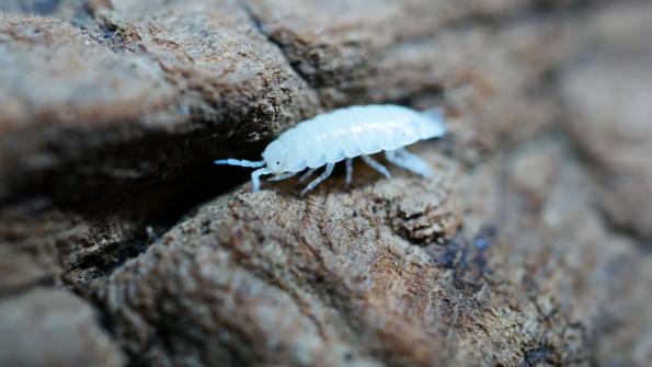 Trichorhina tomentosa