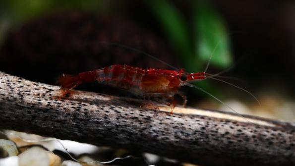 Neocardina davidi
