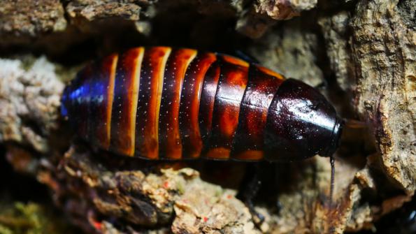Elliptorhina laevigata