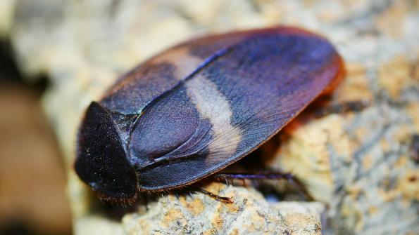 Ergaula capucina