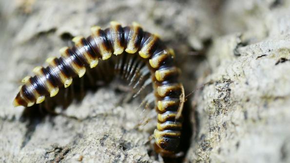 Polydesmidae: Orthomorpha spec. "Yellow banded"