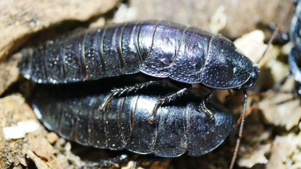 Gromphadorrhina portentosa, Black