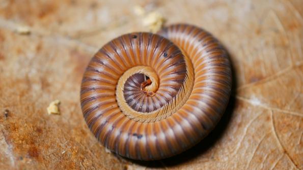 Eingerollter Spirostreptidae spec. "coffee & milk“