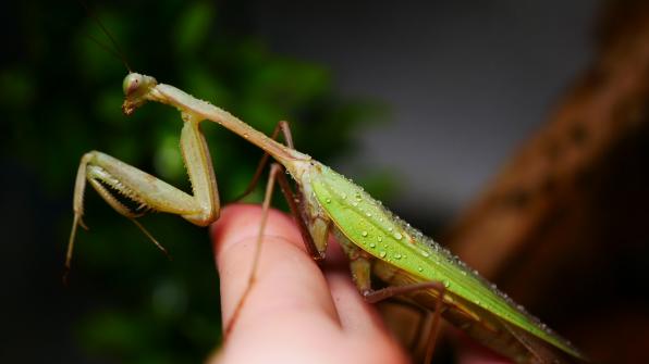 Hierodula membranacea, Männchen