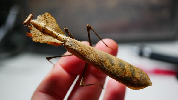 Deroplatys desiccata, Männchen