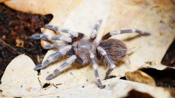 Nhandu chromatus