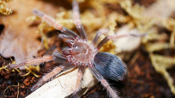 Brachypelma boehmei