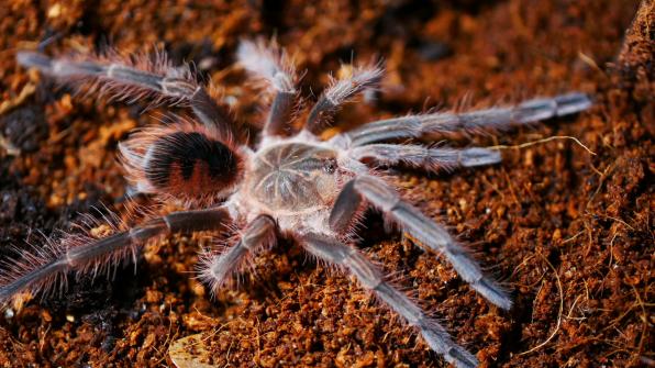 Pamphobeteus spec. Platyomma