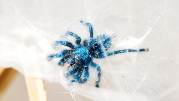 Caribena versicolor